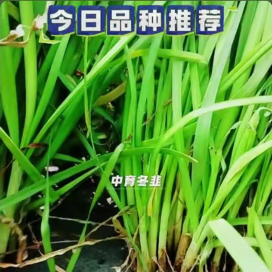 中育冬韭