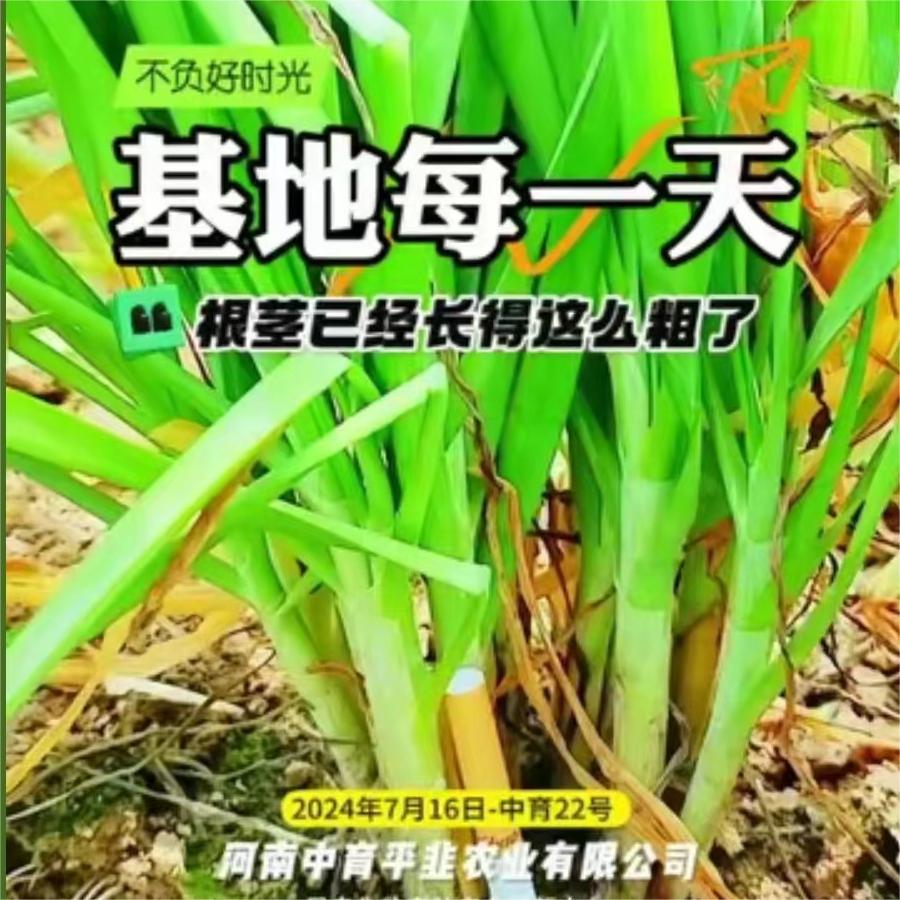 根茎已经长得这么粗了