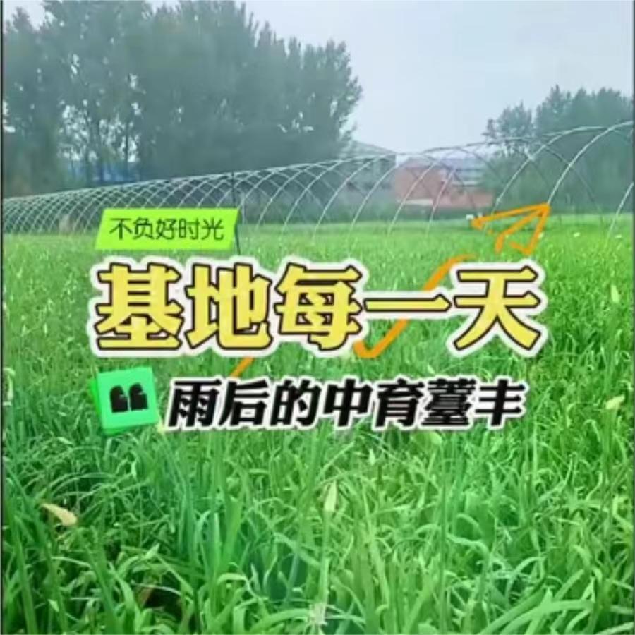 雨后的中育薹丰