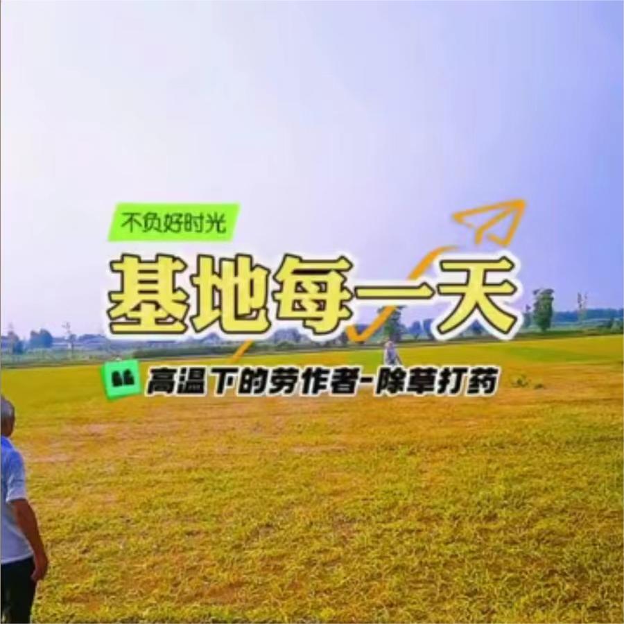 高温下的劳作者-除草打药