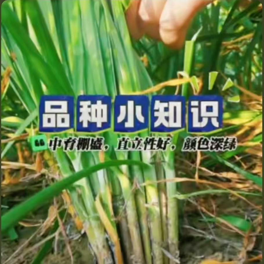 中育棚盛-品种小知识
