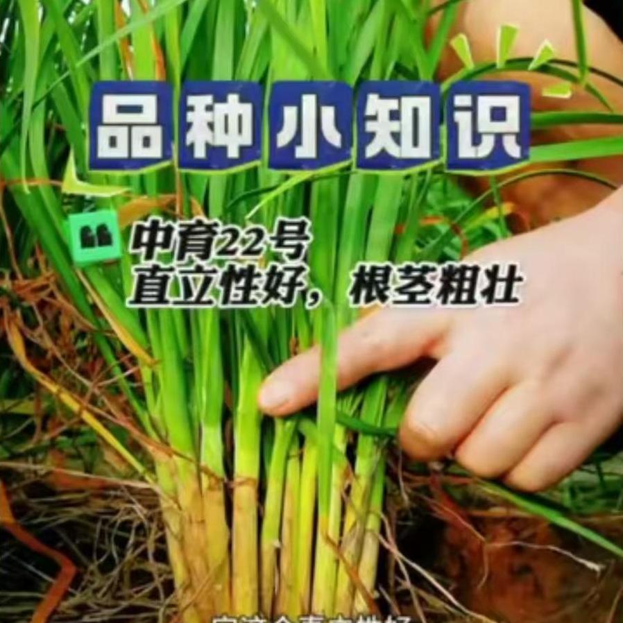 中育22号-品种小知识