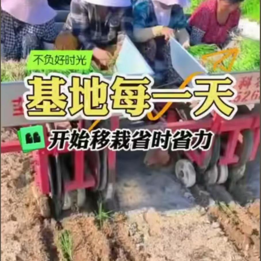 开始移栽，省时省力