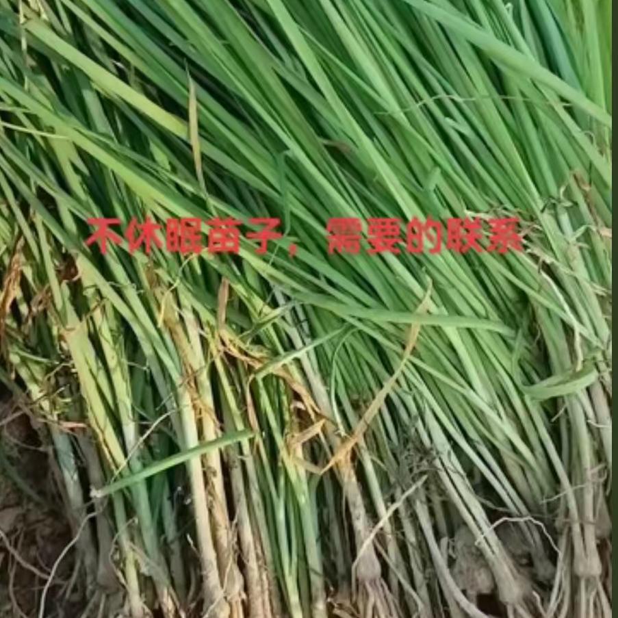 不休眠苗子，需要速联系