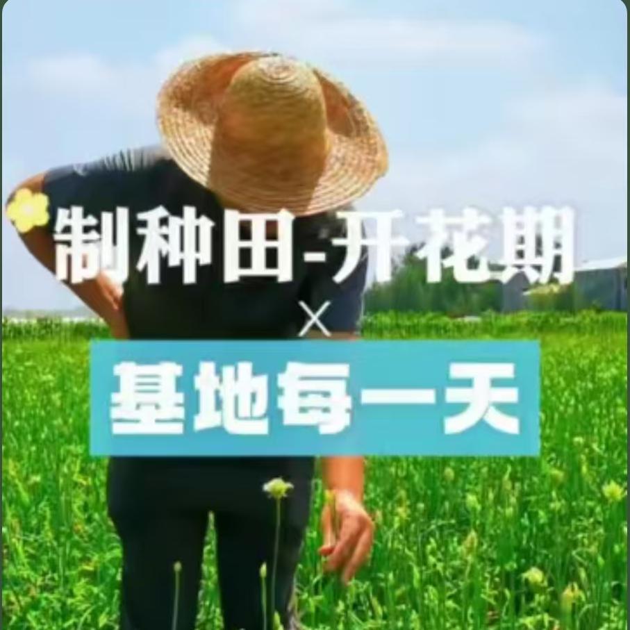 制种田-开花期