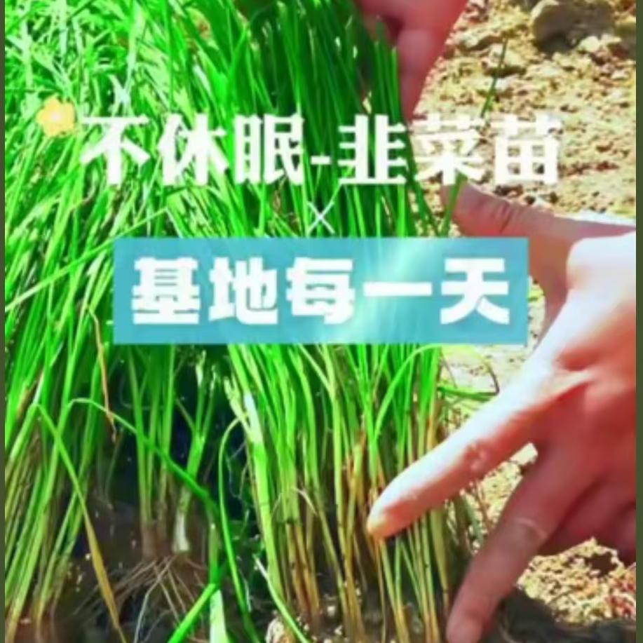 不休眠-韭菜苗