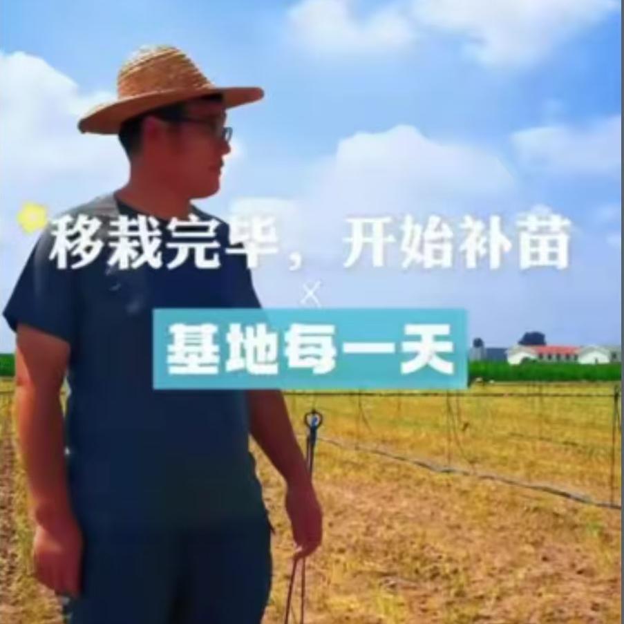 移栽完毕，开始补苗
