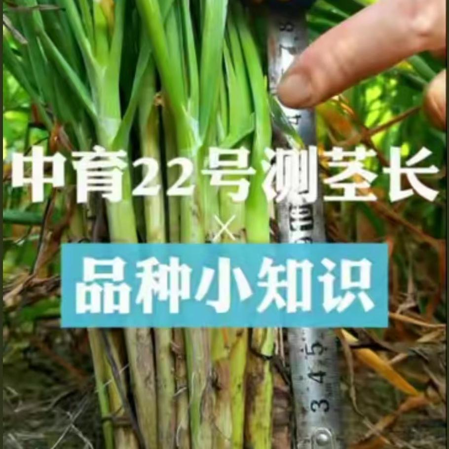中育22号测茎长