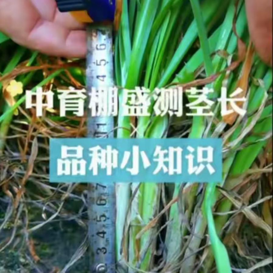中育棚盛测茎长