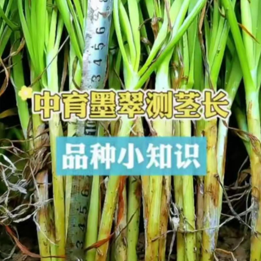 中育墨翠测茎长