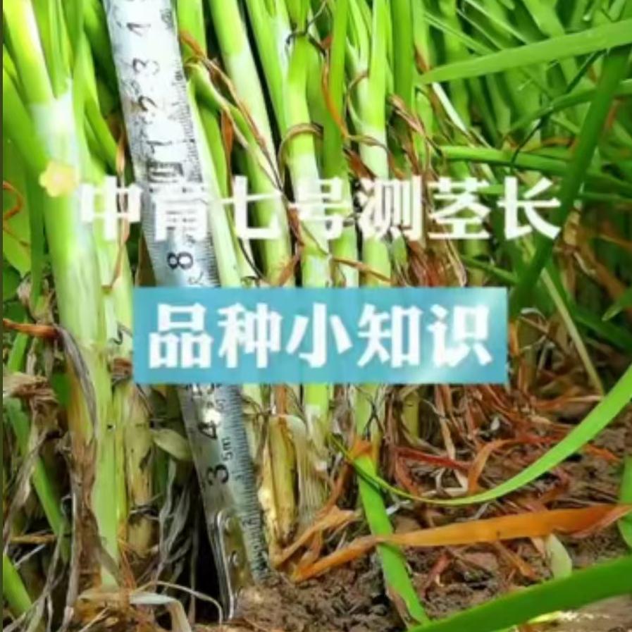 中育七号测茎长