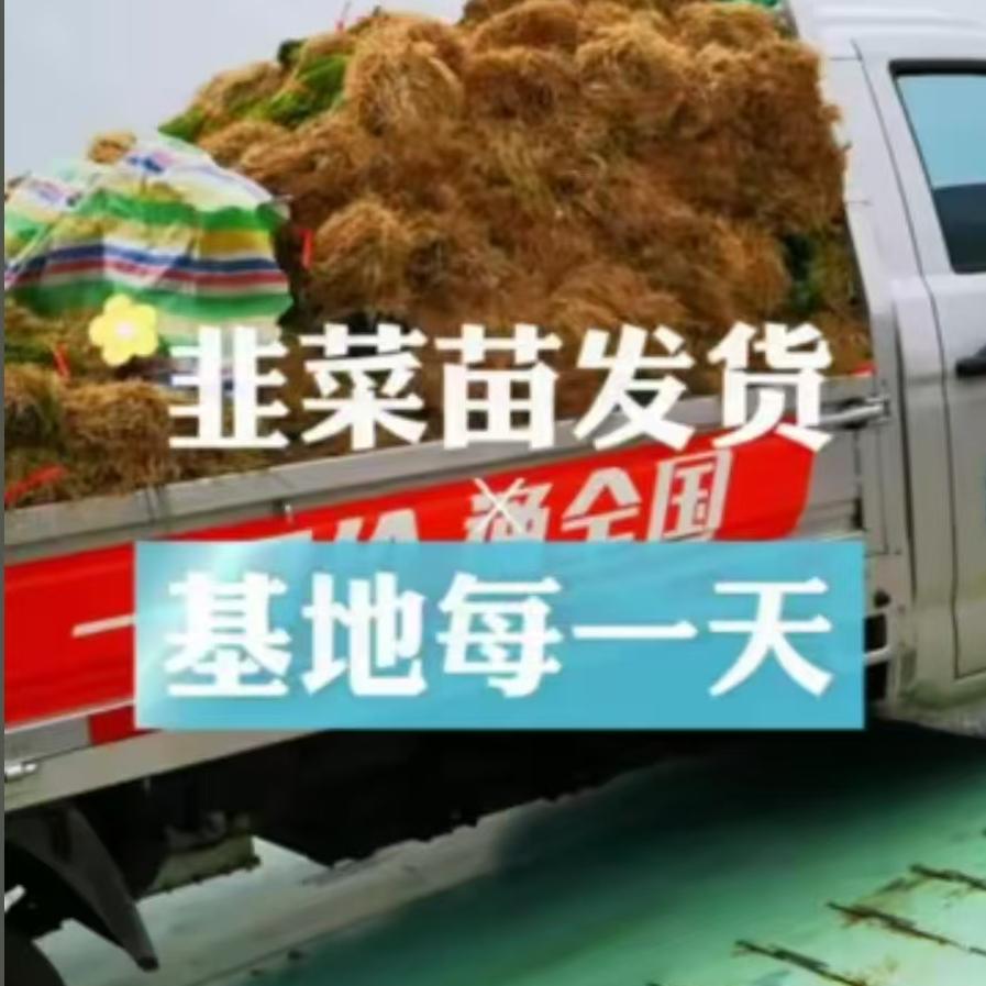 韭菜苗发货