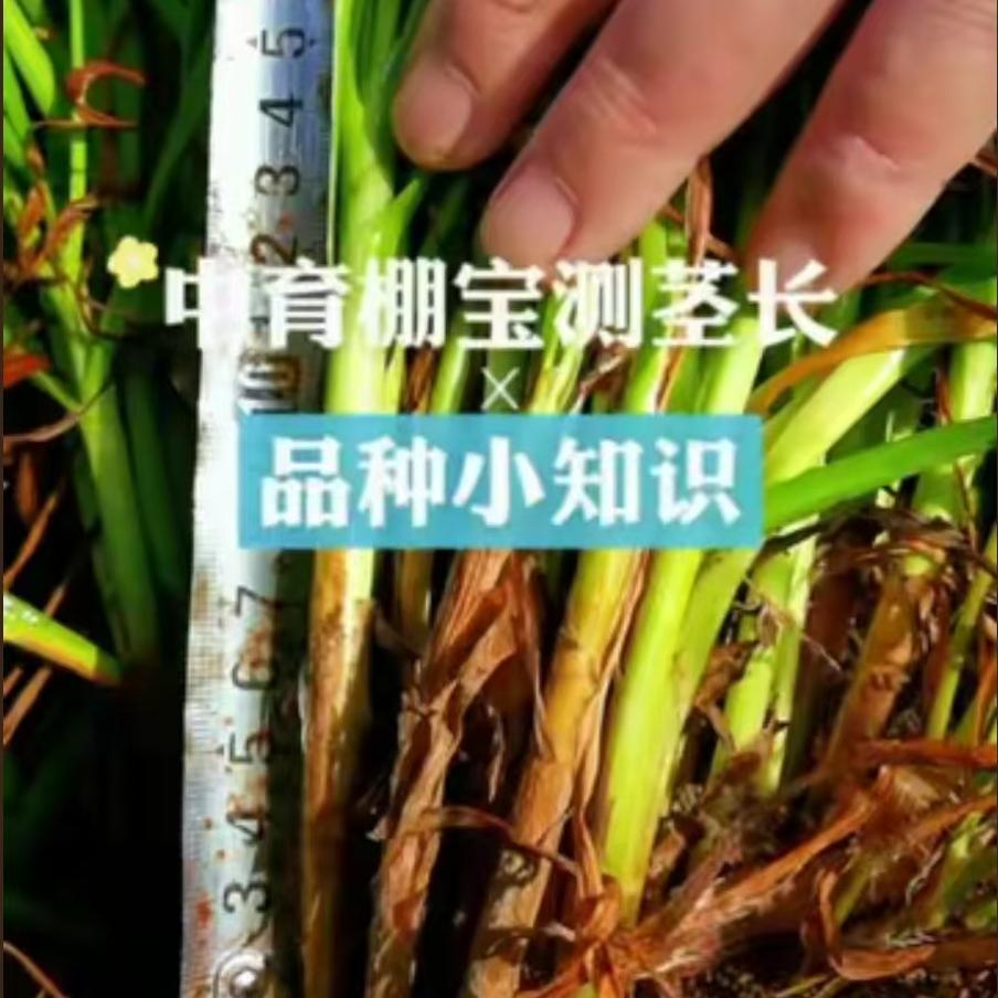 中育棚宝测茎长