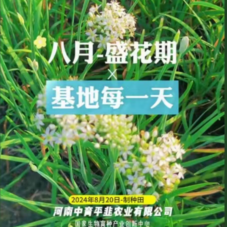 八月盛花期