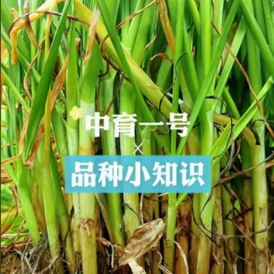 中育一号，品种小知识