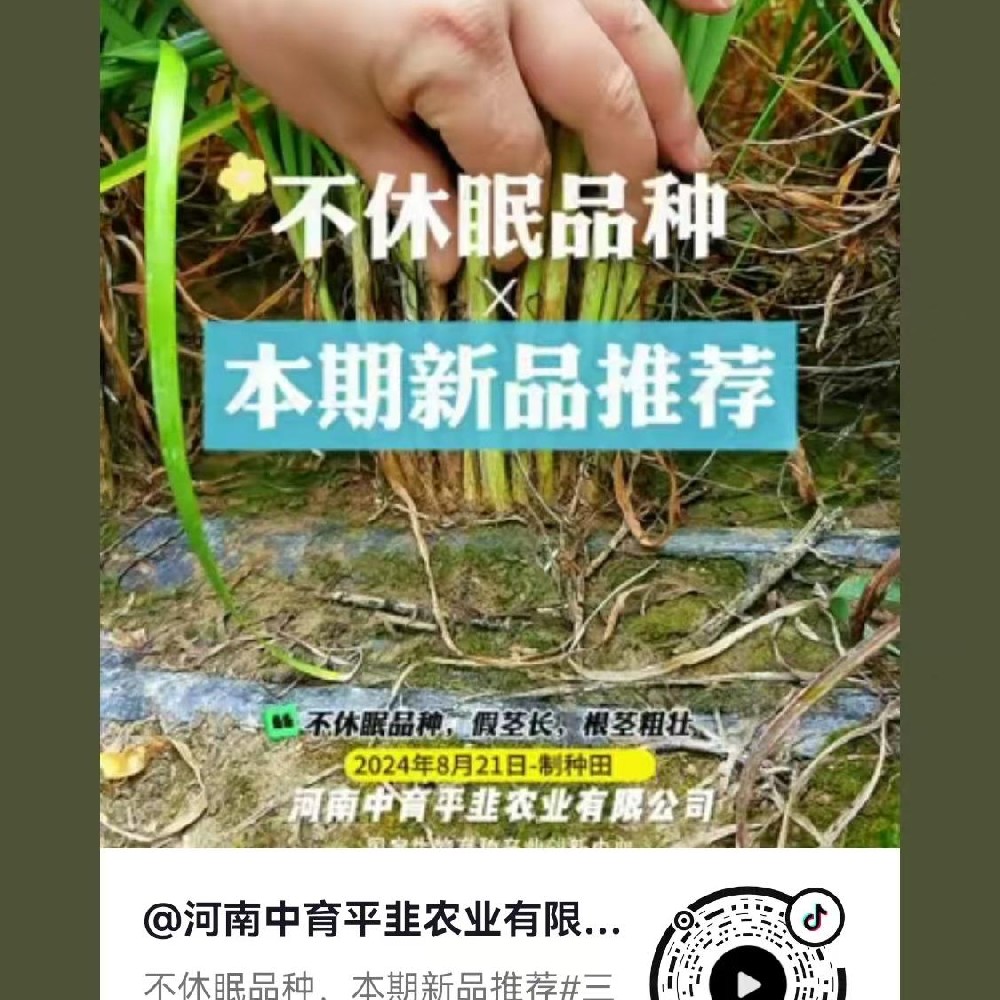 不休眠品种