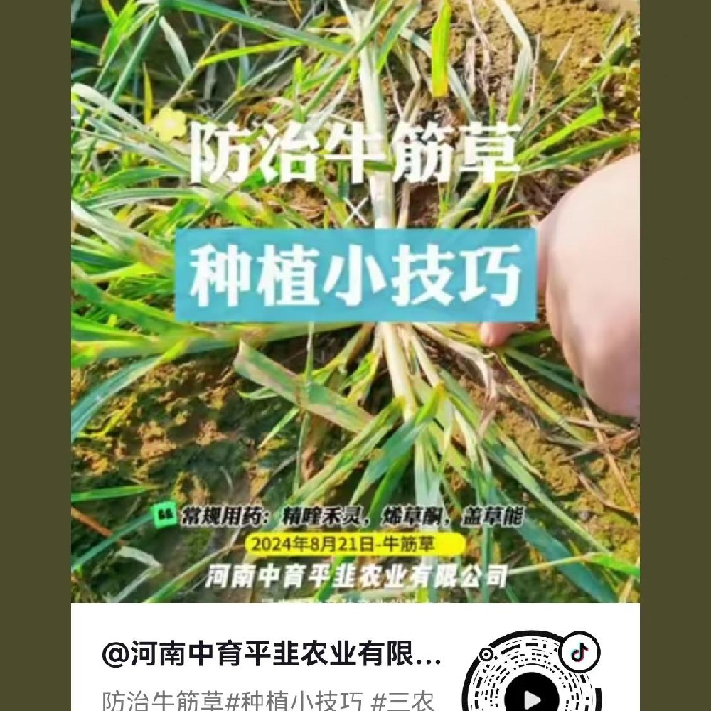 防治牛筋草