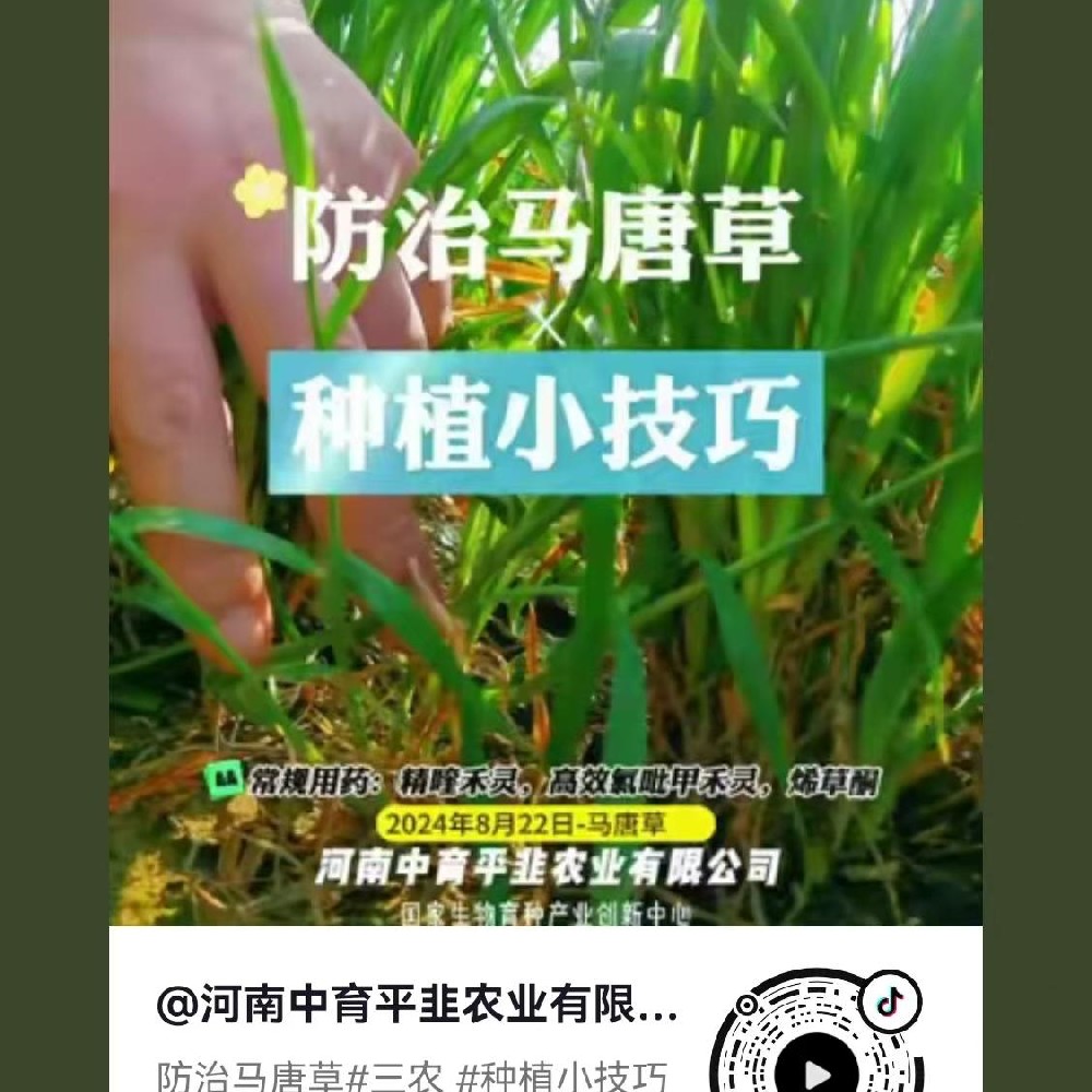防治马塘草