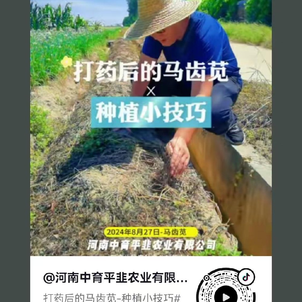 打药后的马齿苋