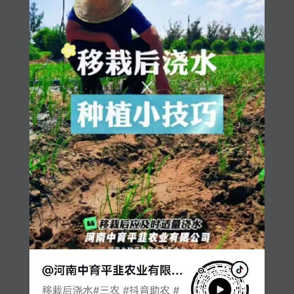 移栽后浇水