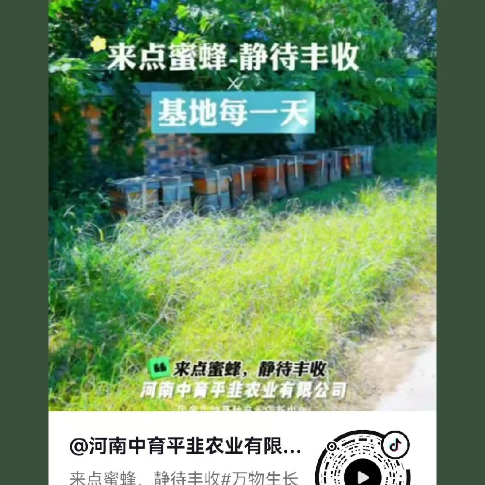 静待丰收
