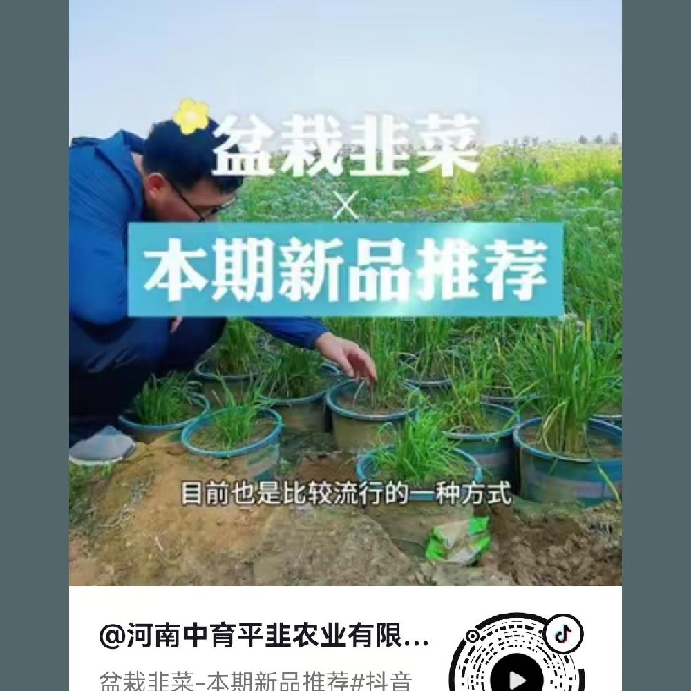 盆栽韭菜