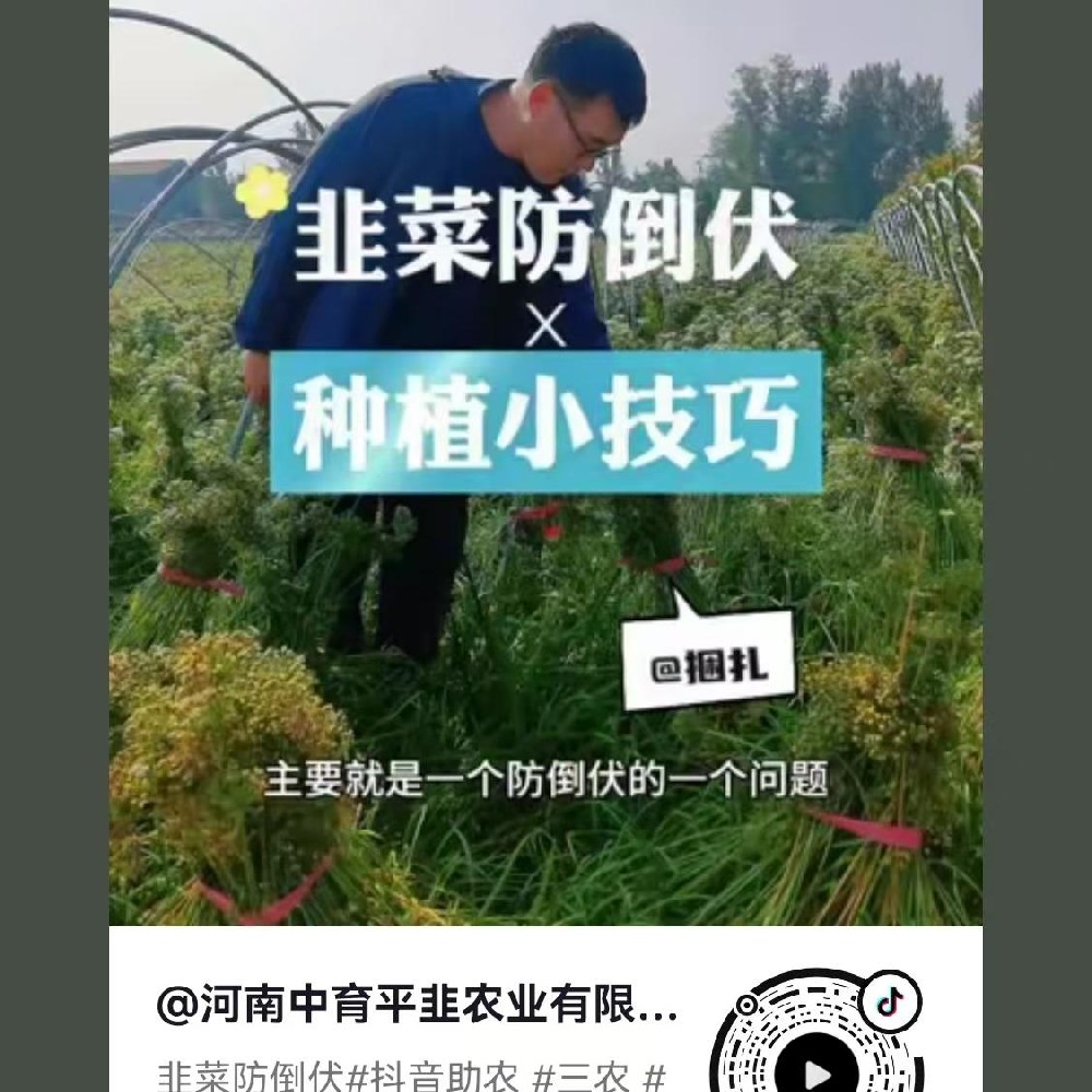 韭菜防倒伏