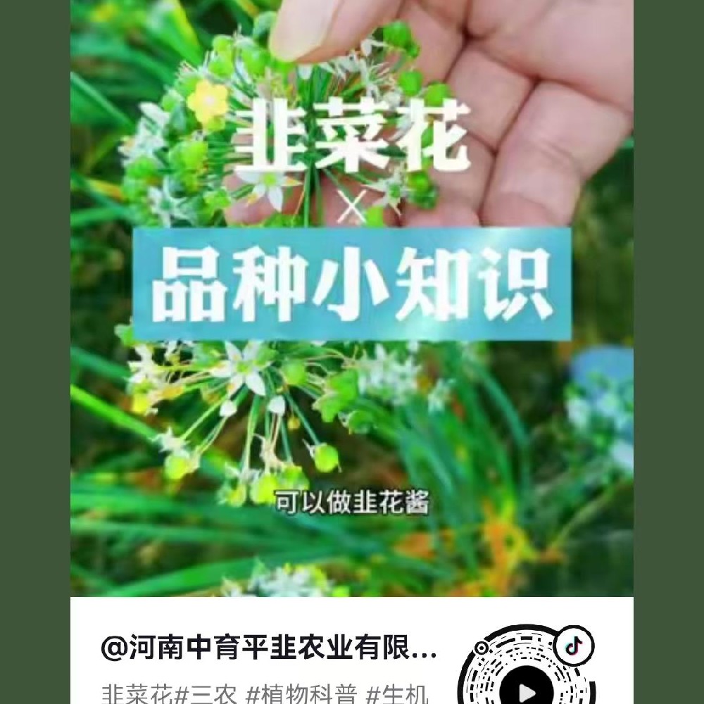韭菜花