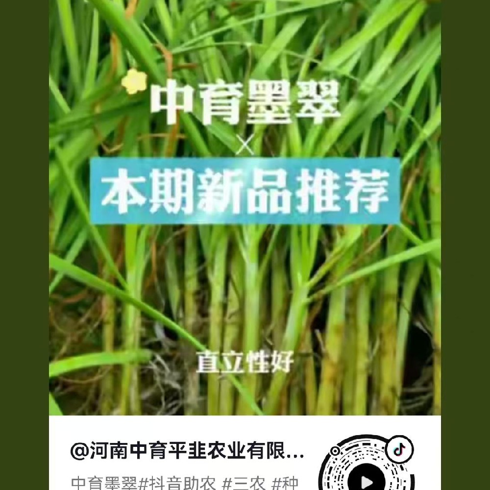 中育墨翠