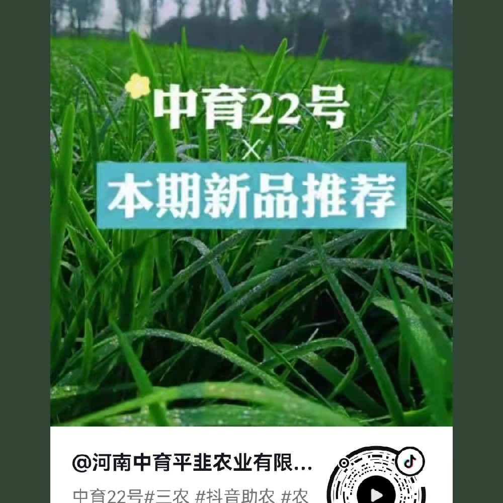 中育22号