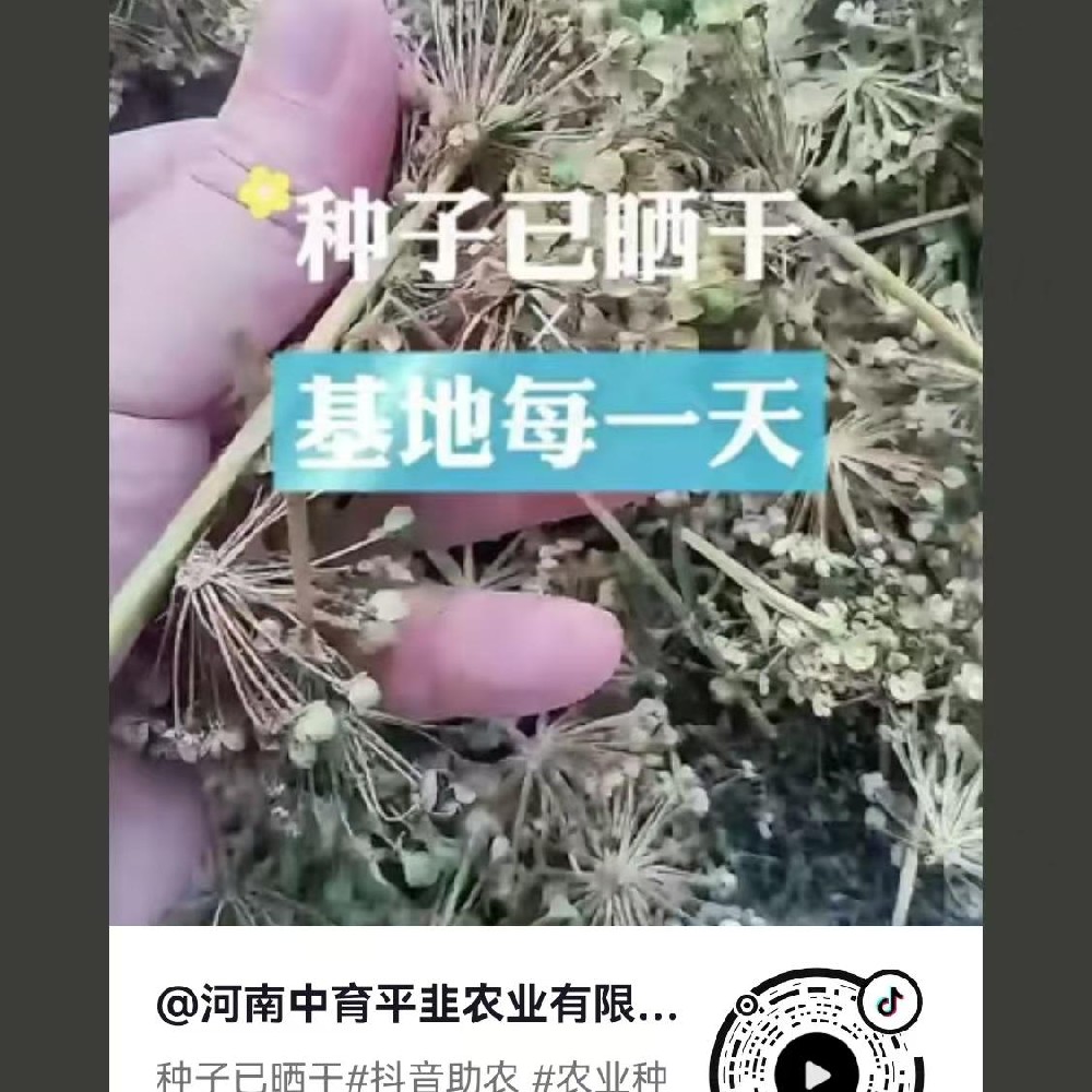 种子已晒干