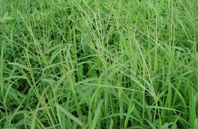 韭菜地常见杂草-马唐